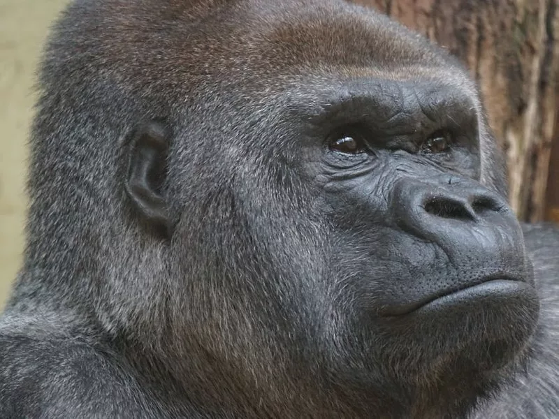 gorilla