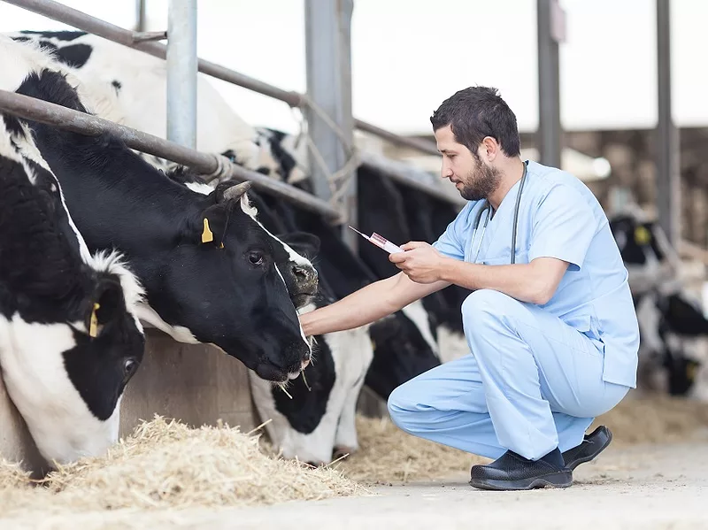Injecting Cow 836