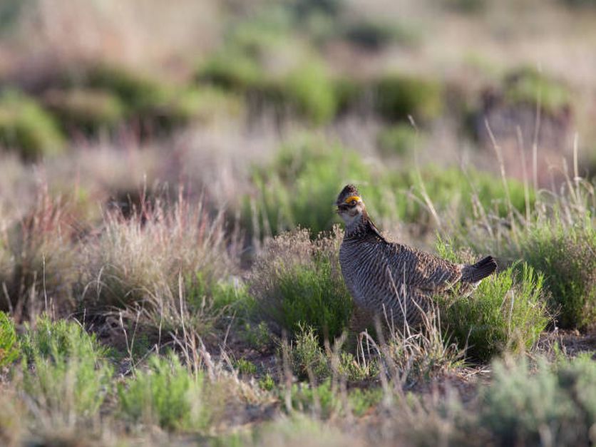 FWS delays listing of lesser prairie chicken to March 27 | Agri-Pulse  Communications, Inc.