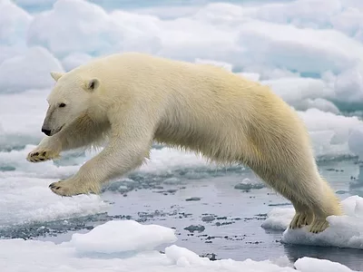 polar bear