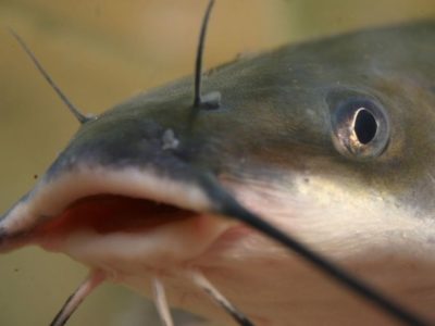 catfish with a big mouth