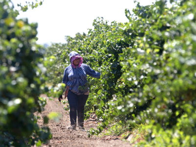 AP_APRIL_2024_CALIFORNIA_FARM-WORKER.jpg