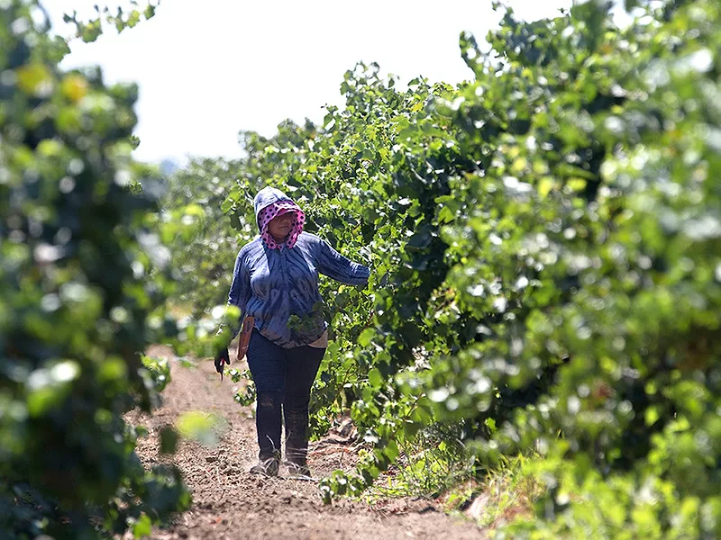 AP-APRIL-2024-CALIFORNIA-FARM-WORKER.jpg