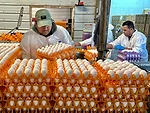 AP_Jan_24_egg_shipment.jpg