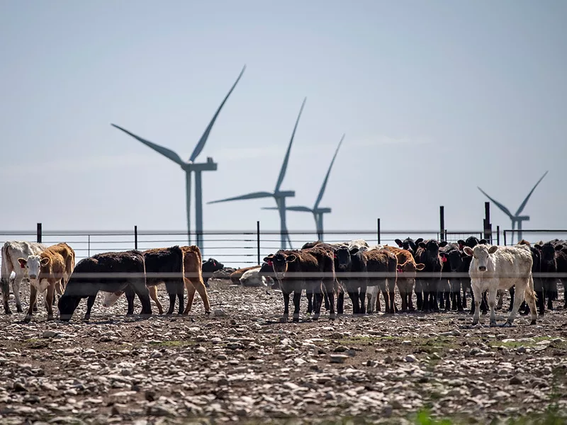 AP_Jan_24_wind_energy_cows.jpg