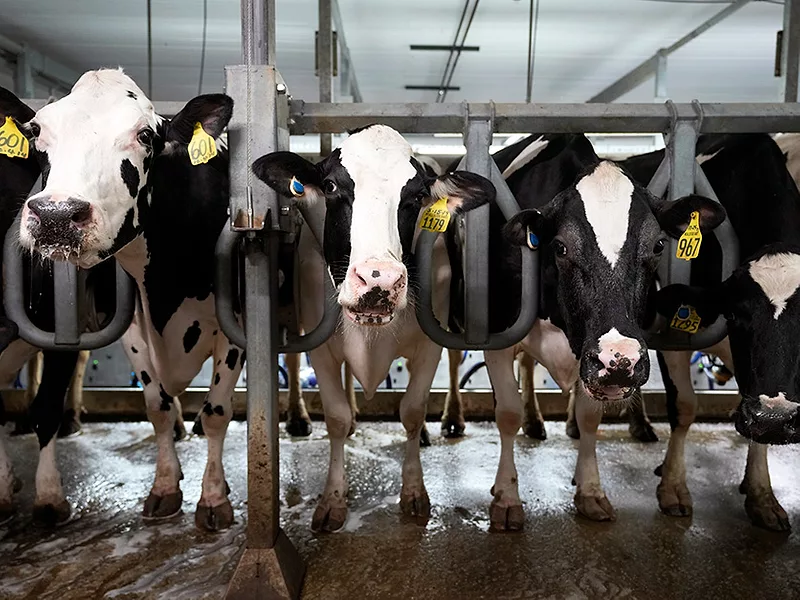 AP-MAY-2024-BIRD-FLU-DAIRY-COWS.jpg