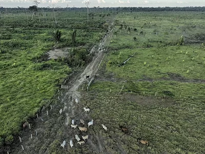 Brazil-deforestation-AP.jpg