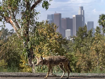 AP-FEB-2025-CALIFORNIA-COYOTE.jpg