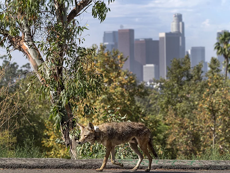 AP-FEB-2025-CALIFORNIA-COYOTE.jpg