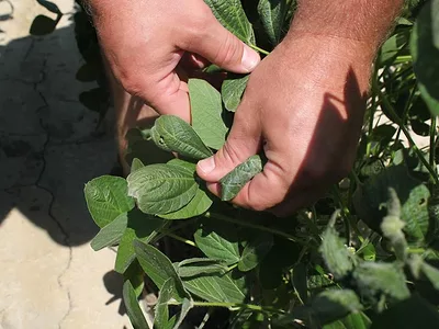 dicamba-damage-ark-AP.jpg