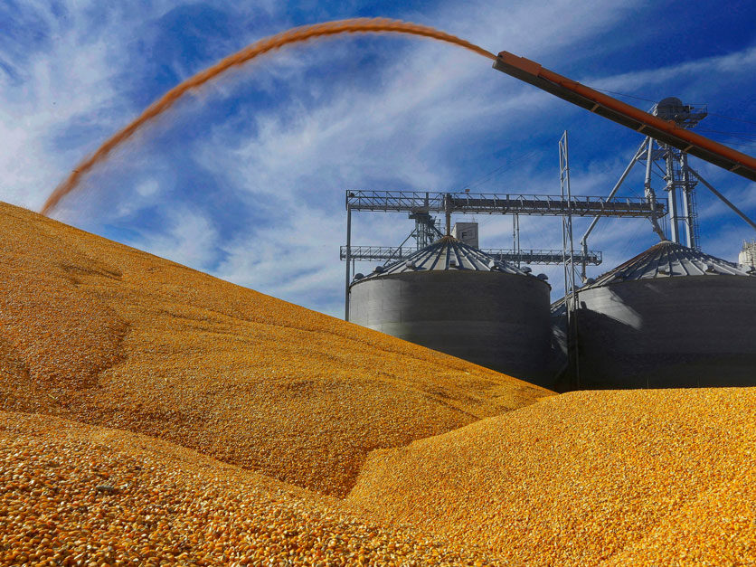 Brasil agora pode superar as exportações de milho dos EUA, mas NCGA diz que isso não é uma tendência