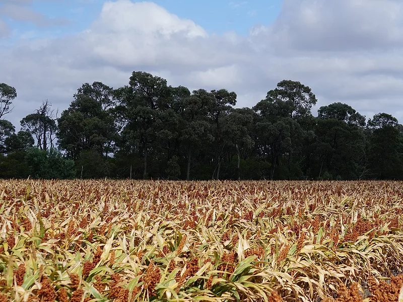 Sorghum_Biofuel