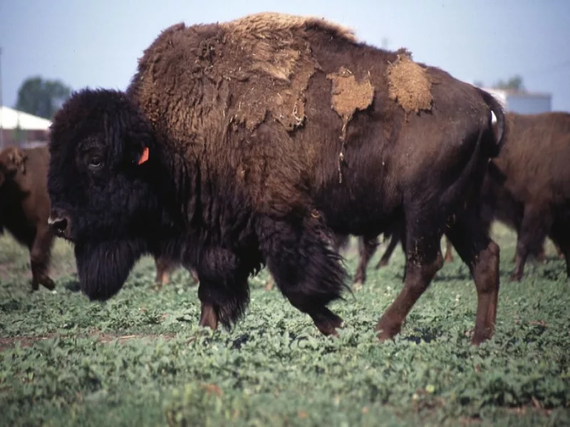 Bison 2