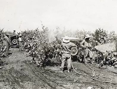 Pesticide spraying in 1920