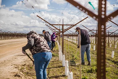  Farmworkers in California's Central Valley..jpeg