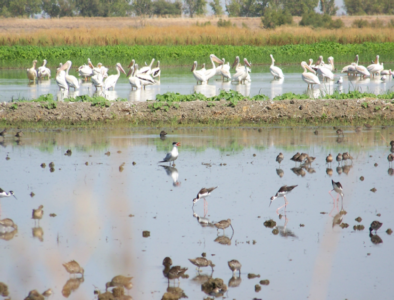 wetland rice birds