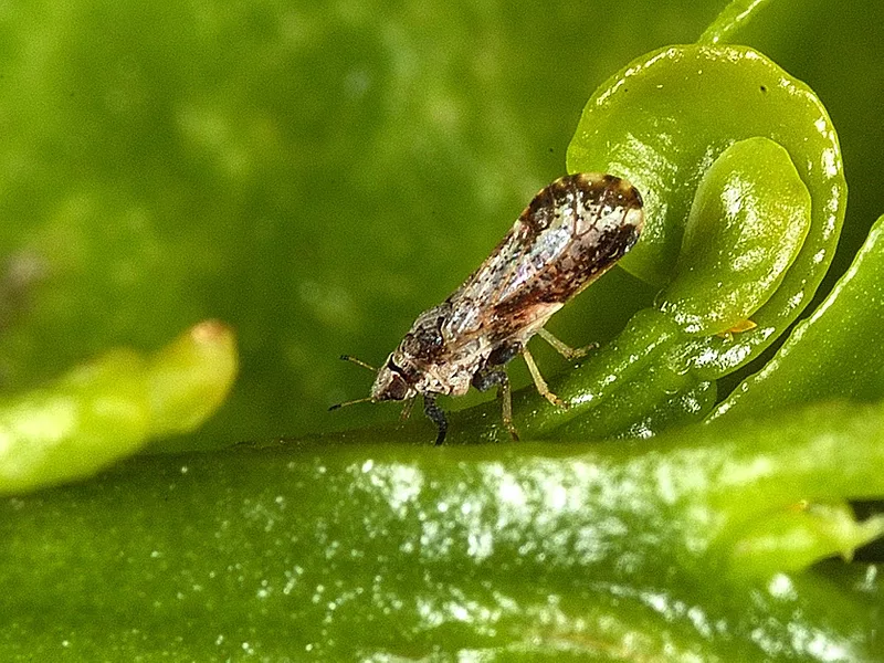 Asian citrus psyllid