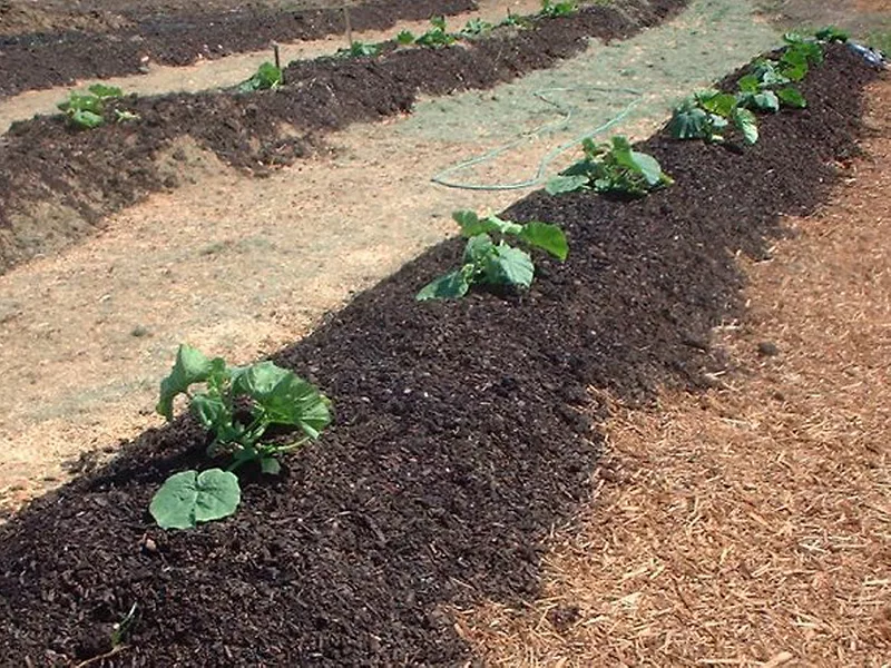 Biosolid along pumpkin rows