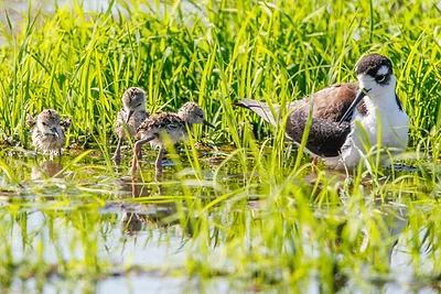 Black-necked stilts (c) Courtesy California Rice Commission.jpg