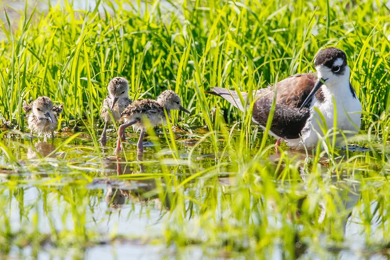 Black-necked stilts (c) Courtesy California Rice Commission.jpg
