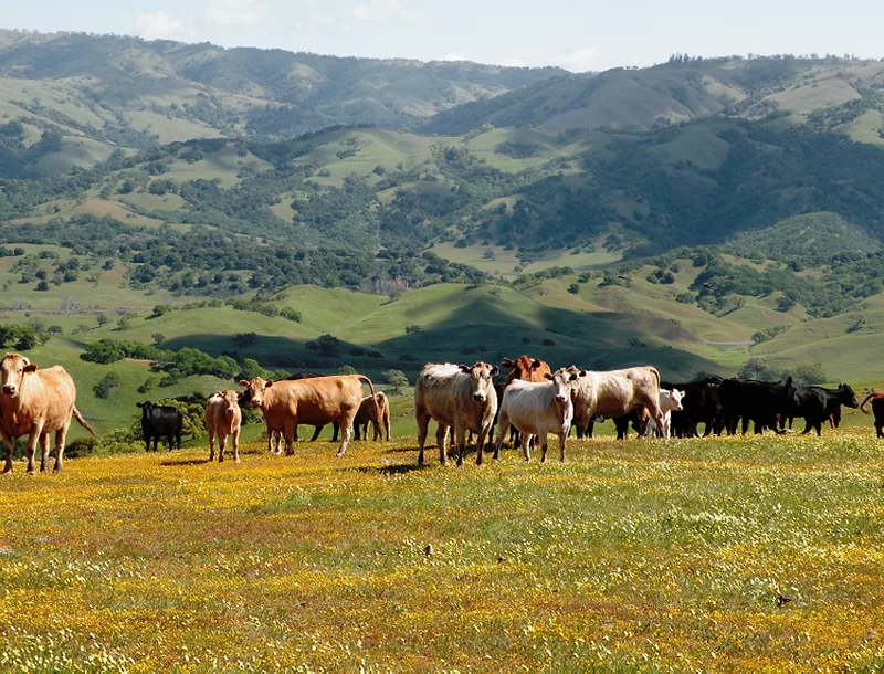 California rangeland