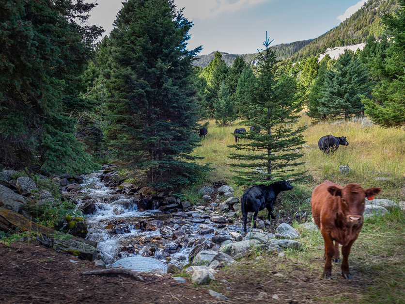 Cattle graze near a stream