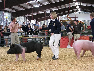 County-fair-pig-livestock-competition-CDFA