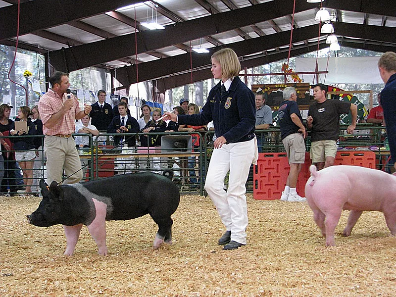 County-fair-pig-livestock-competition-CDFA