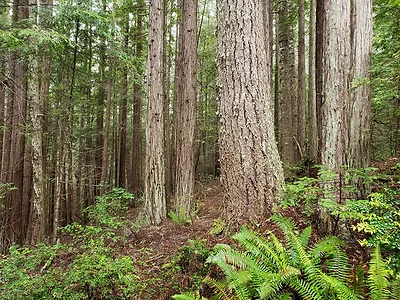 CalFire demonstration forest