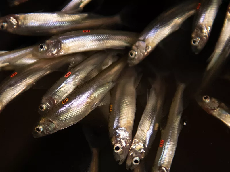 Delta smelt