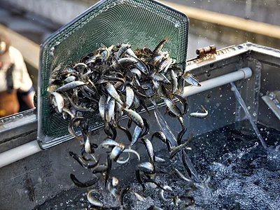 Endangered Winter-run Chinook Salmon
