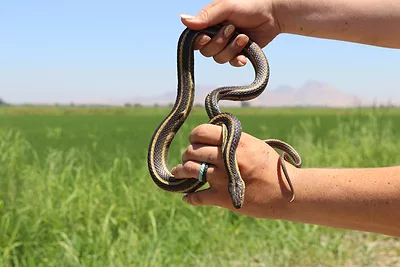 Gartersnake.jpeg
