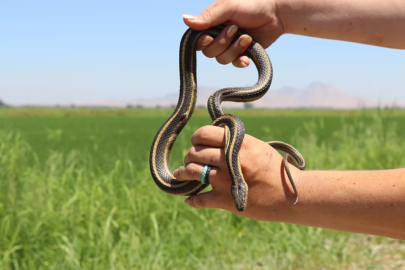 Gartersnake.jpeg