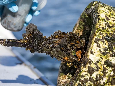 Golden Mussels DWR
