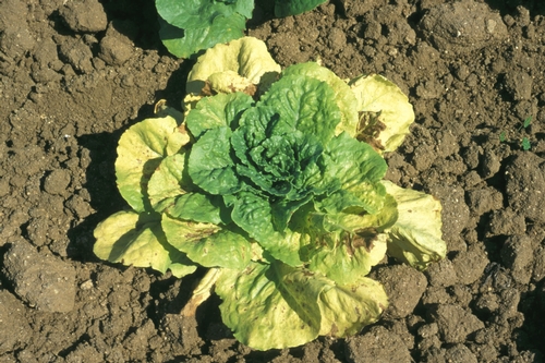 INSV virus in lettuce