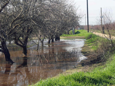 Orchard flood recharge