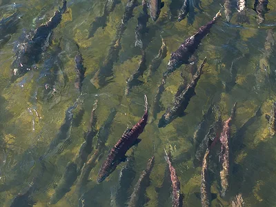 Oroville Salmon DWR
