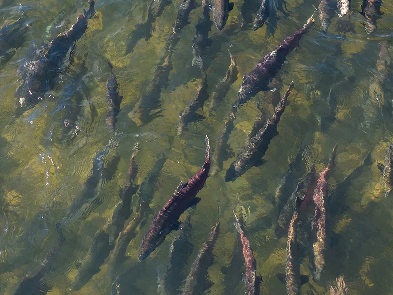 Oroville Salmon DWR