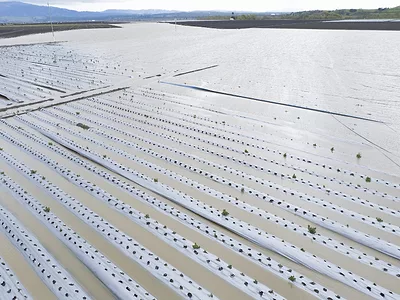 Salinas-California-Flooded-Strawberry-Fields-Strawberry-Commission-1.jpg