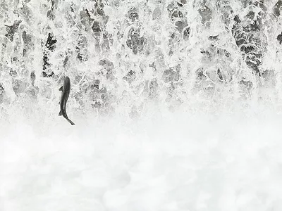 Salmon Fall Run DWR