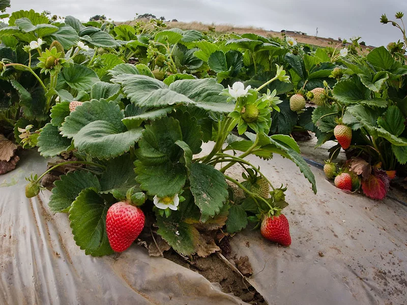 Strawberry field