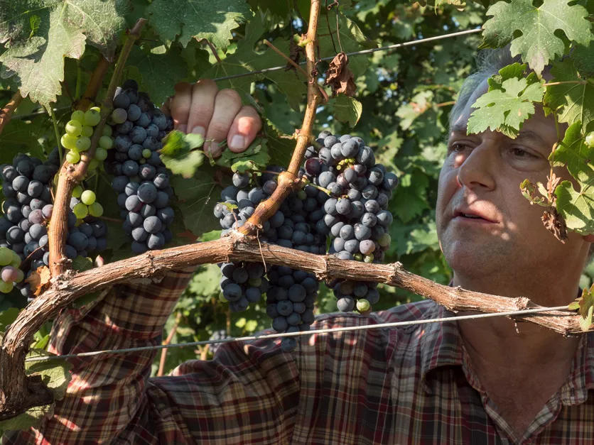 Vineyard and wine grapes USDA
