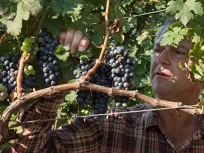 Vineyard and wine grapes USDA