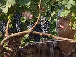 Vineyard and wine grapes USDA