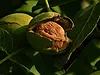Walnut 836x627