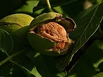 Walnut orchard