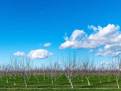 Walnut orchard DWR