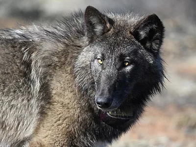 Wolf-CDFW