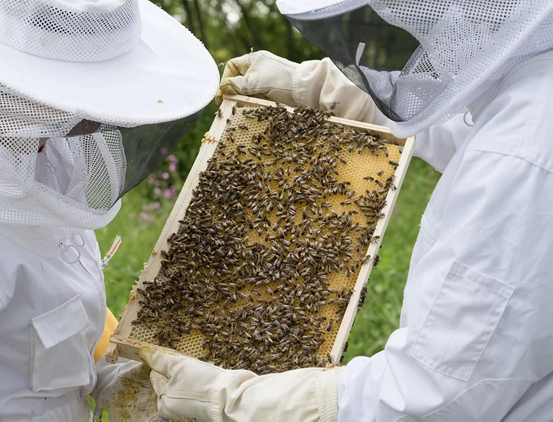 beekeepers and beehive