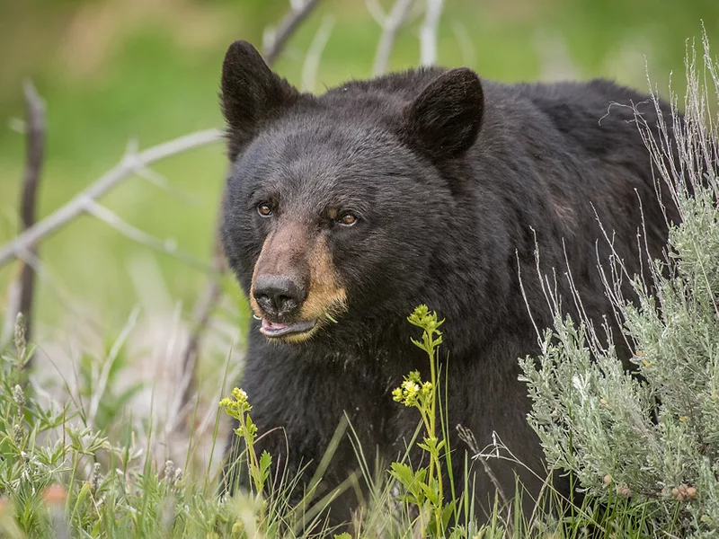 California black bear